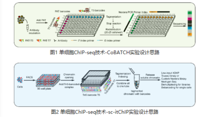 我國科學(xué)家實(shí)現(xiàn)單細(xì)胞表觀組學(xué)新突破